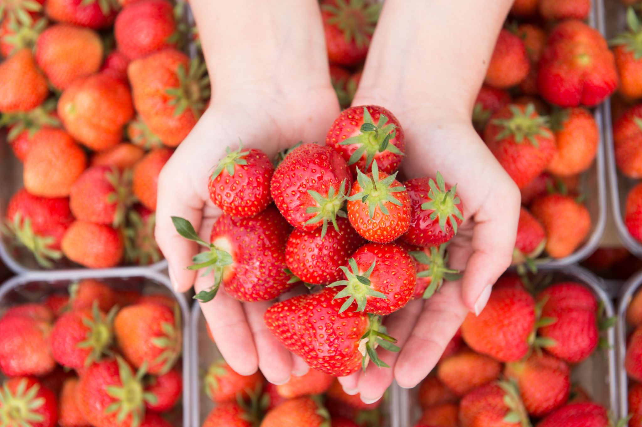 Pestizide und schlechte Ökobilanz vermiesen frühe Erdbeeren